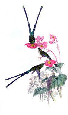 Sinek kuşu Illustration. Eski resim