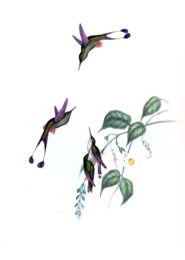 Sinek kuşu Illustration. Eski resim