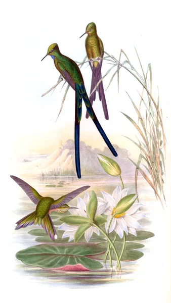 Illustrazione Colibrì Vecchia Immagine — Foto Stock