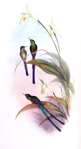 Illustrazione Colibrì Vecchia Immagine — Foto Stock