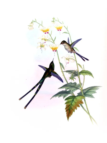 Illustrazione Colibrì Vecchia Immagine — Foto Stock