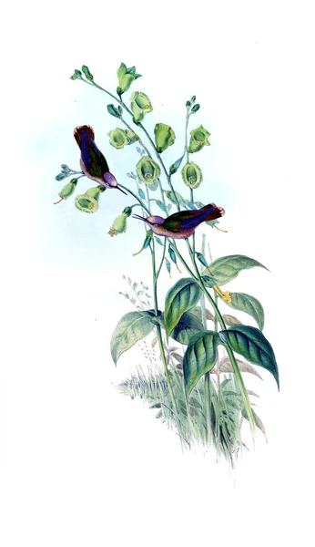 Illustration Colibri Ancienne Image — Photo