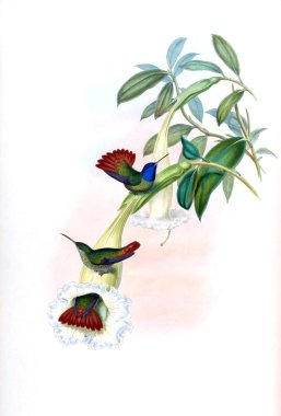 Sinek kuşu Illustration. Eski resim