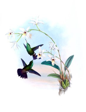 Sinek kuşu Illustration. Eski resim