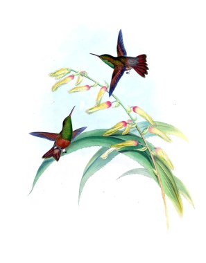 Sinek kuşu Illustration. Eski resim