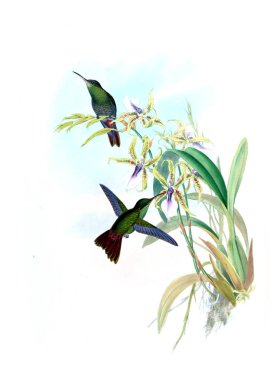 Sinek kuşu Illustration. Eski resim