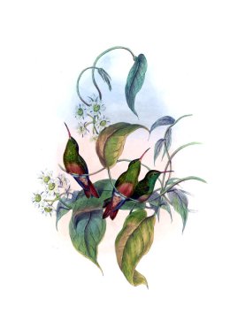 Sinek kuşu Illustration. Eski resim