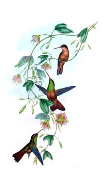 Sinek kuşu Illustration. Eski resim