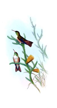 Sinek kuşu Illustration. Eski resim