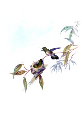 Sinek kuşu Illustration. Eski resim