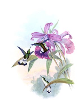 Sinek kuşu Illustration. Eski resim