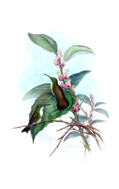 Sinek kuşu Illustration. Eski resim