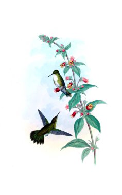 Sinek kuşu Illustration. Eski resim