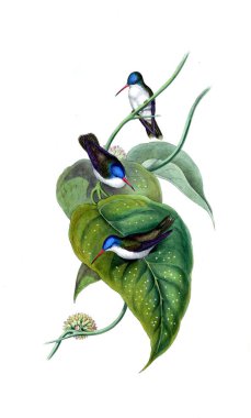 Sinek kuşu Illustration. Eski resim