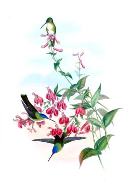 Sinek kuşu Illustration. Eski resim