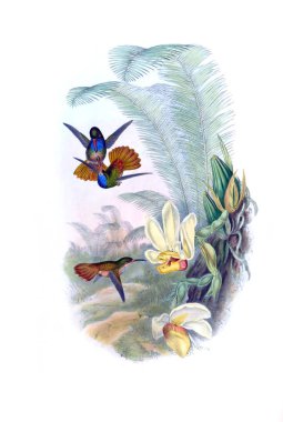 Sinek kuşu Illustration. Eski resim