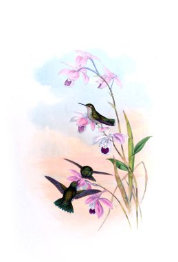 Sinek kuşu Illustration. Eski resim