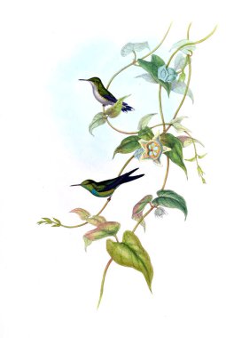 Sinek kuşu Illustration. Eski resim