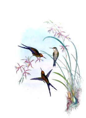 Sinek kuşu Illustration. Eski resim