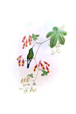 Sinek kuşu Illustration. Eski resim