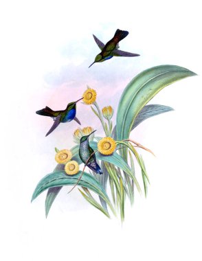 Sinek kuşu Illustration. Eski resim