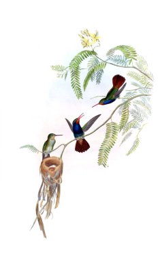 Sinek kuşu Illustration. Eski resim