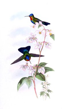 Sinek kuşu Illustration. Eski resim