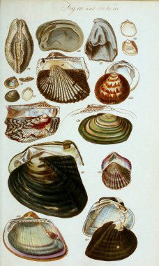 hayvan Illustration. Eski resim