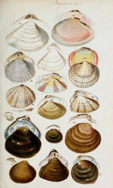 hayvan Illustration. Eski resim