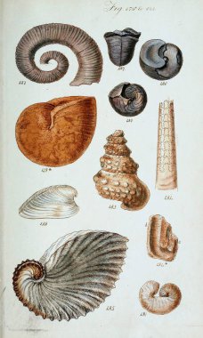 hayvan Illustration. Eski resim