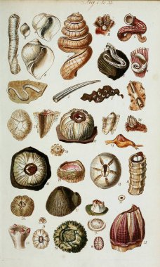 hayvan Illustration. Eski resim