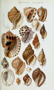 hayvan Illustration. Eski resim