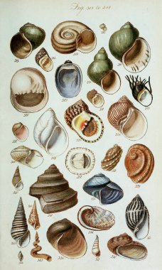 hayvan Illustration. Eski resim