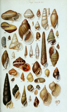 hayvan Illustration. Eski resim