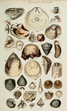 hayvan Illustration. Eski resim