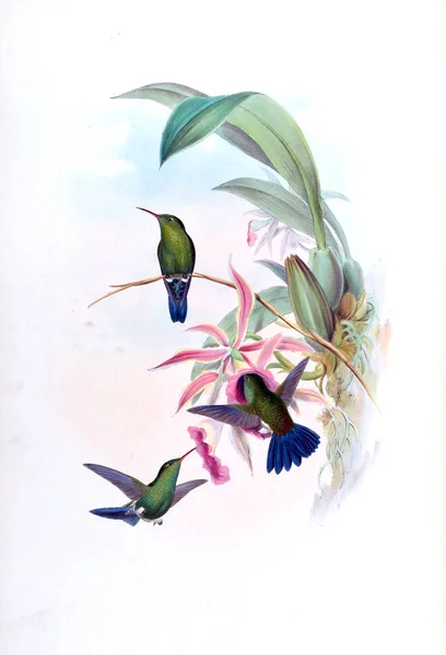 Illustrazione Colibrì Vecchia Immagine — Foto Stock