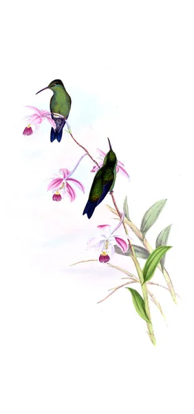 Ilustración Colibrí Imagen Antigua — Foto de Stock