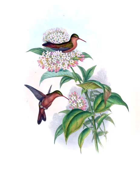 Illustration Hummingbird Old Image — Stock Photo, Image