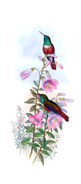 Illustrazione Colibrì Vecchia Immagine — Foto Stock