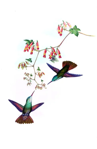 Illustrazione Colibrì Vecchia Immagine — Foto Stock