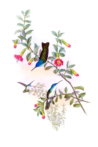 Ilustracja Koliber Stary Obraz — Zdjęcie stockowe