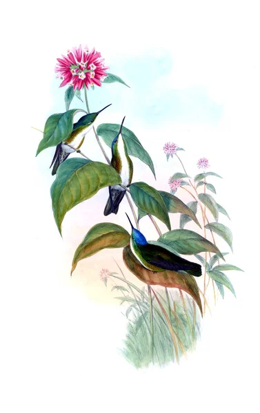 Illustrazione Colibrì Vecchia Immagine — Foto Stock