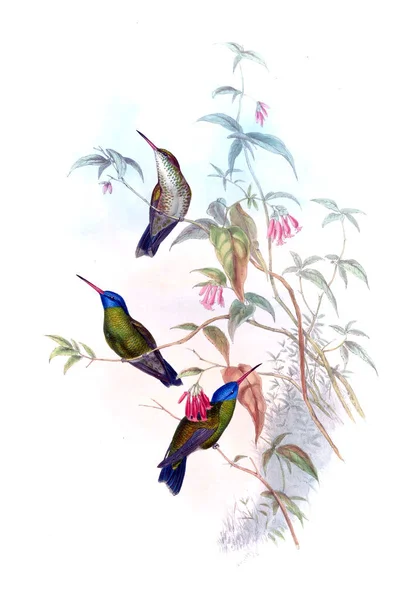 Illustration Hummingbird Old Image — Stock Photo, Image