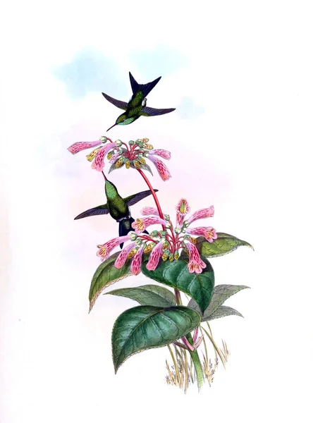 Ilustración Colibrí Imagen Antigua — Foto de Stock