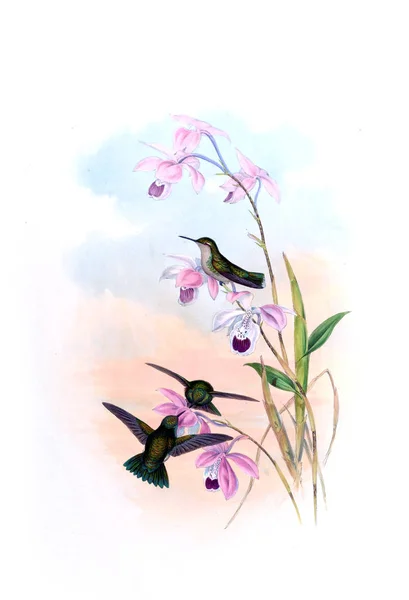 Illustrazione Colibrì Vecchia Immagine — Foto Stock