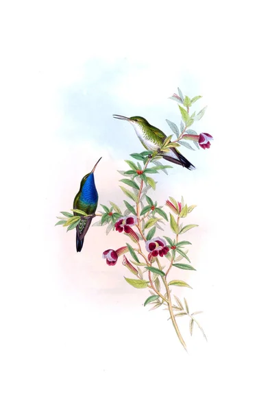 Illustration Colibri Ancienne Image — Photo