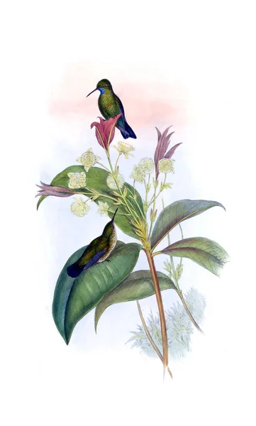 Illustrazione Colibrì Vecchia Immagine — Foto Stock