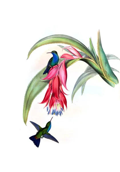 Illustrazione Colibrì Vecchia Immagine — Foto Stock