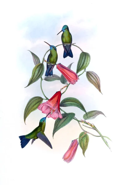 Illustrazione Colibrì Vecchia Immagine — Foto Stock