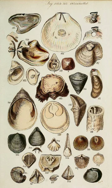 hayvan Illustration. Eski resim